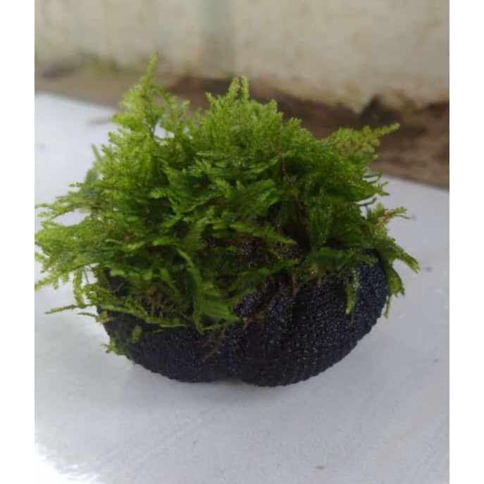 MOSS WEEPING MINI MEDIA WABIKUSA DAUN AIR