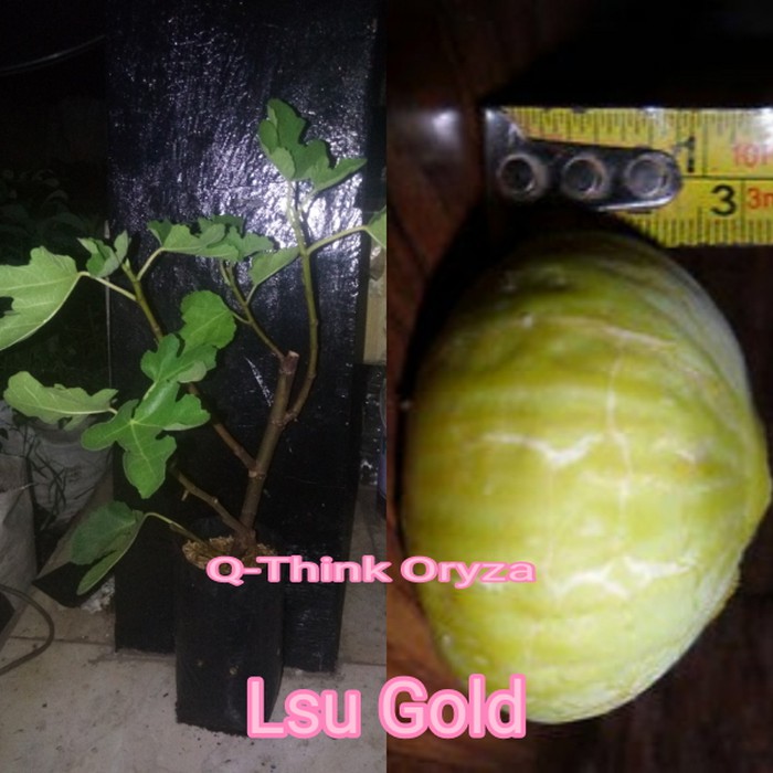 new Bibit Benih Pohon Buah Tin Lsu Gold