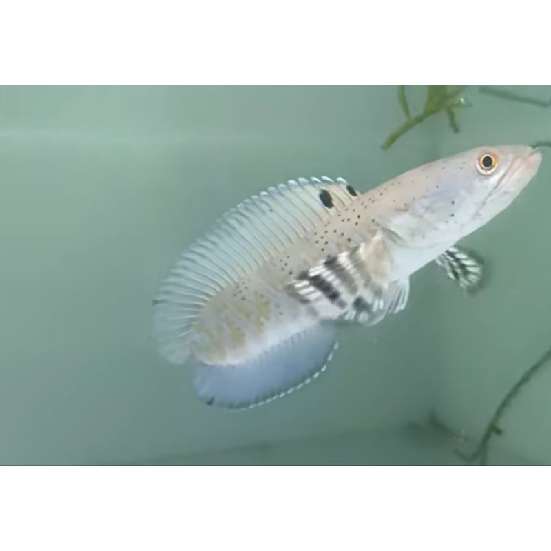 CHANNA BLUE PULCHRA/ UNIK/ NO TAIL/ LANGKA/ 11-12cm