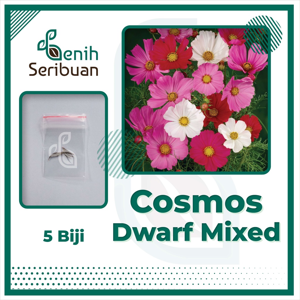 BS-BYL Bibit Bunga Benih Tanaman Bunga Hias Matahari Mawar Aster Vinca Krisan Telang Sunflower Krokot Lavender Marigold Zinnia-COSMOS DWARF MIX