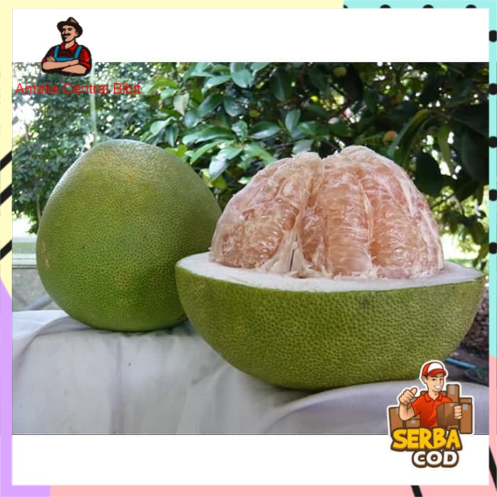 Bibit Jeruk Bali Okulasi