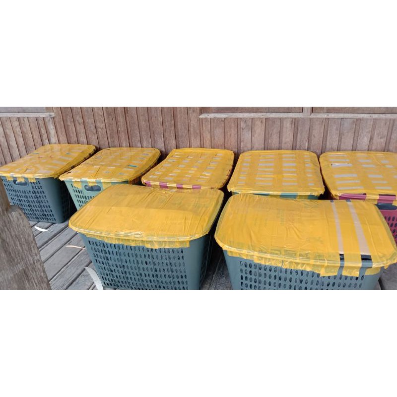 KECAMBAH PINANG BETARA/BIBIT PINANG BETARA/JAMBI/ KECAMBAH READY