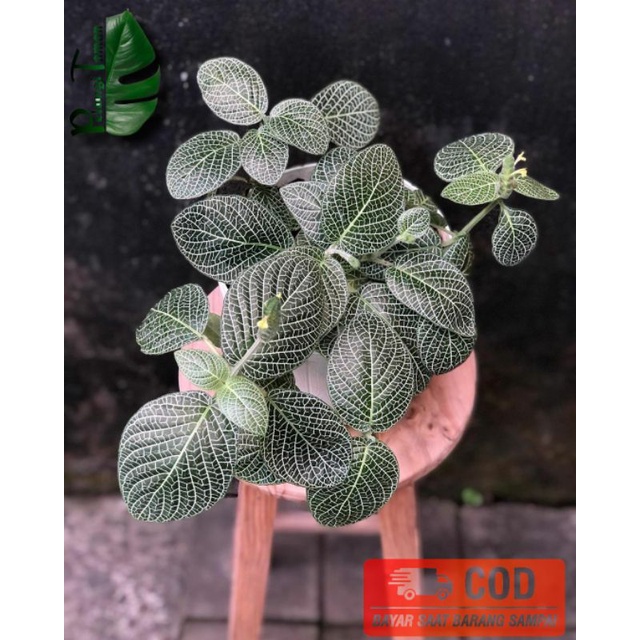 TANAMAN HIAS FITTONIA - fittonia