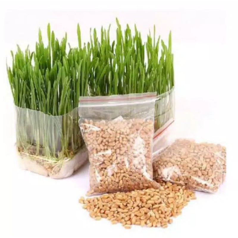 Benih Rumput Gandum Wheatgrass Rumput Kucing