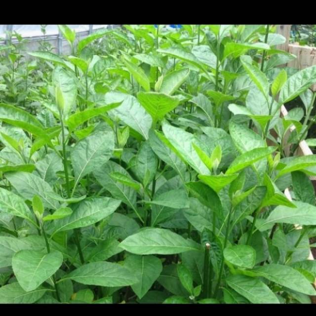 

Pohon herbal daun Afrika/ tanaamn herbal