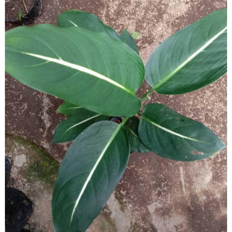 Tanaman Hias Sri Rejeki Hijau Garis Putih