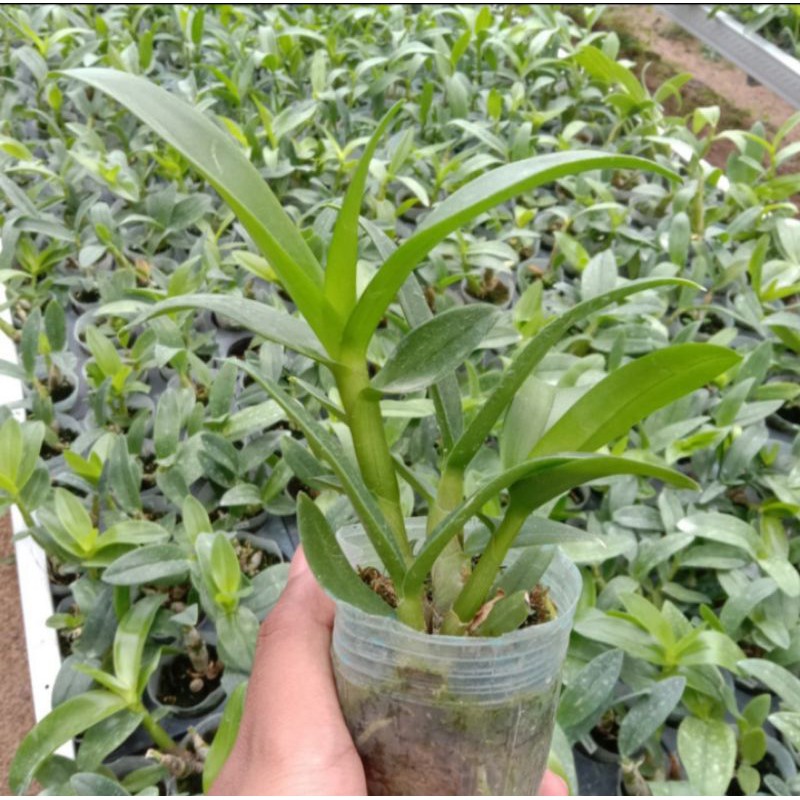Anggrek Dendrobium Remaja / Dendrobium Remaja