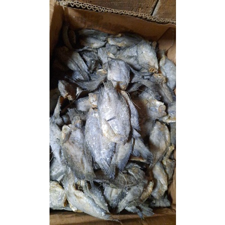 

ikam asin sepat lokal sedang gak terlalu kecil