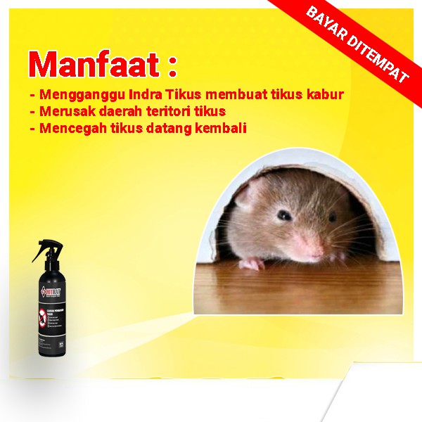 Hitrat Cairan Anti Tikus Ampuh Mengusir Tikus Hanya Dengan Di Semprot Shopee Indonesia