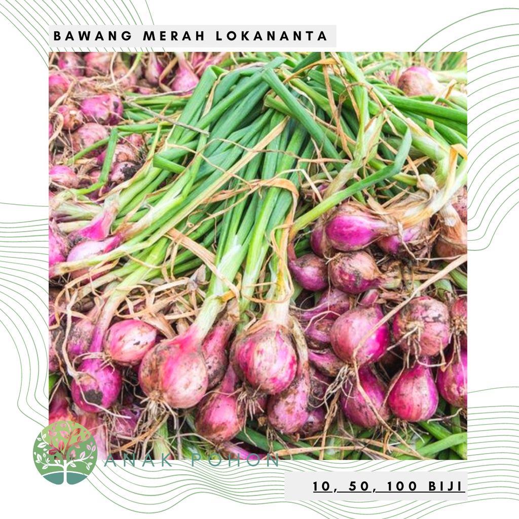 Benih Bibit Biji - Bawang Merah Lokananta Super Seeds - Panen Dalam 60 Hari