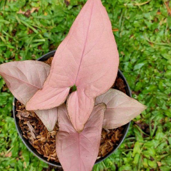 syngonium pink neon robusta original / syngonium pink perfection x neonrobusta