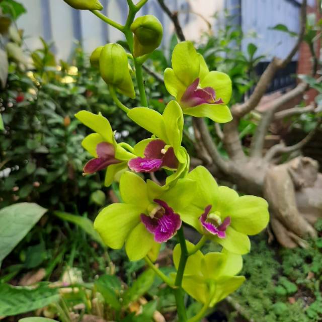 Anggrek Dendrobium Burana Jade