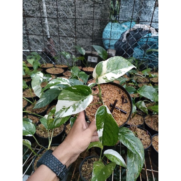 Tanaman hias epipremnum varigata - ekor naga varigata