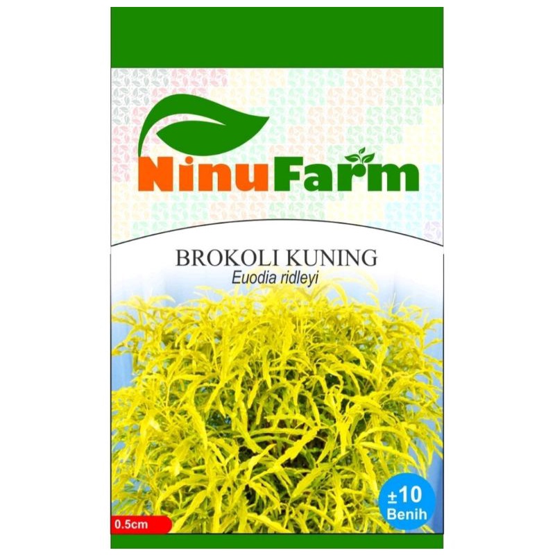 Benih Bunga Daun Brokoli Kuning / Bibit Brokoli Kuning Tanaman Hias Murah Unik
