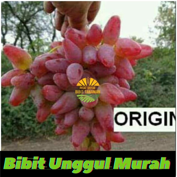 Bibit anggur import original Grafting Siap Berbuah