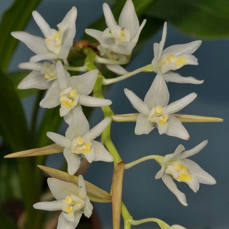 coelogyne flexuosa rolfe