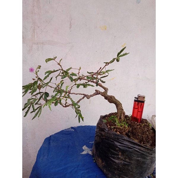 bonsai putri malu