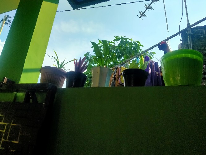 Tanaman Hias Adam Hawa Varigata / Pohon Adam Hawa Varigata