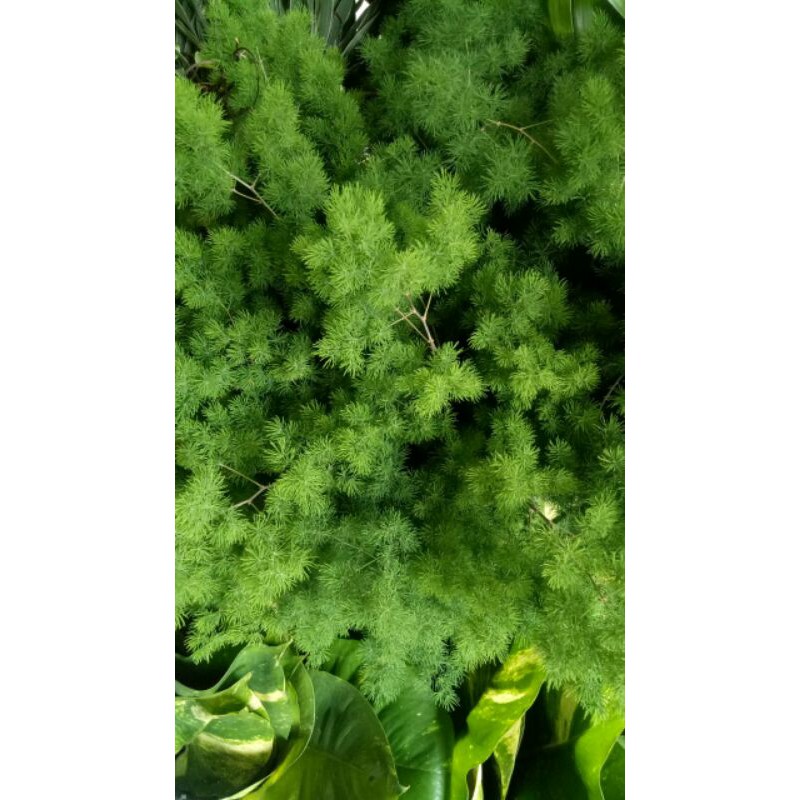 Asparagus bintang asli fresh 3 tangkai