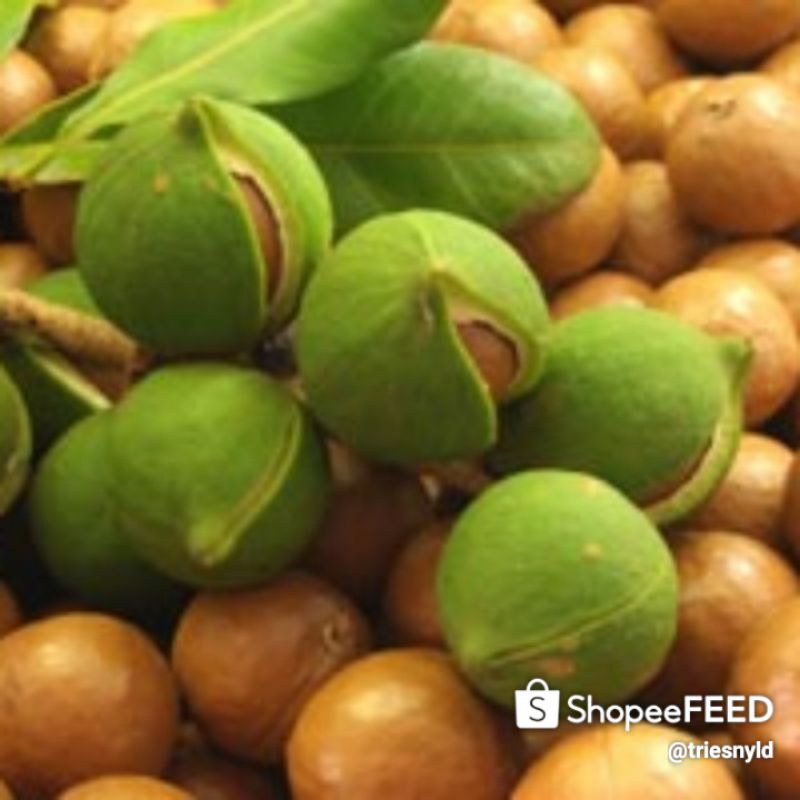 

Makadamia Kupas Mentah 900 Gr