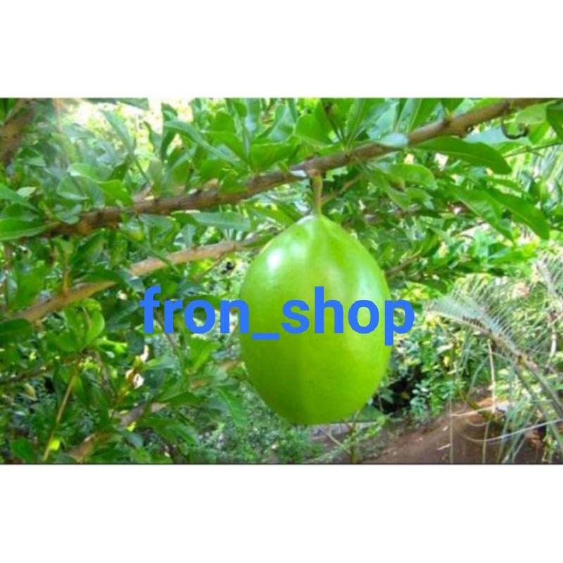 

BUAH MAJA/BERENUK (PROMO TERMURAH) | BUAH MAJA SEGAR LANGSUNG PETIK
