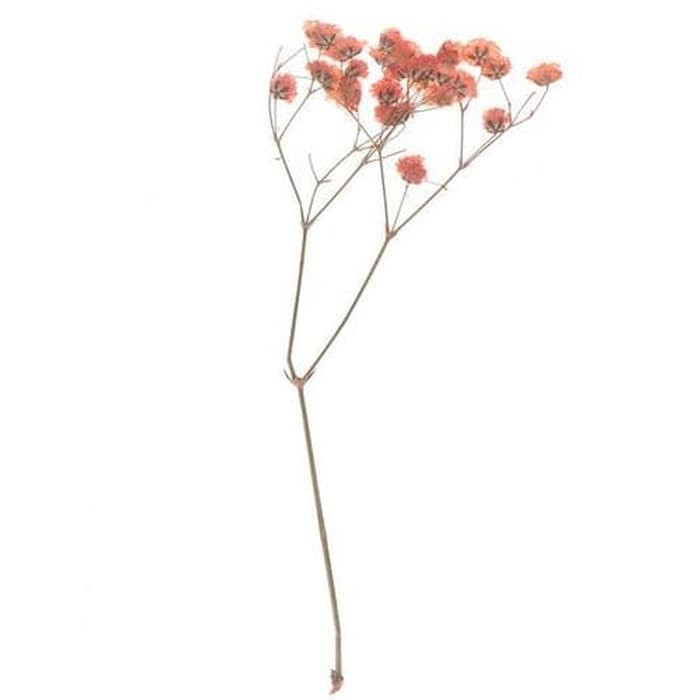 Mini Dry Gypsophila Flower - Bunga Gypsophila Kering Mini (10pcs)