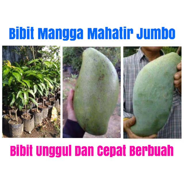 Bibit Buah Mangga Mahatir Jumbo