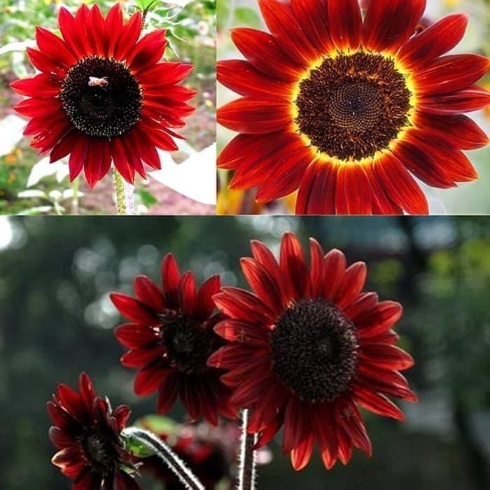 Benih Biji Bunga Matahari Merah VELVET QUEEN isi 10 biji