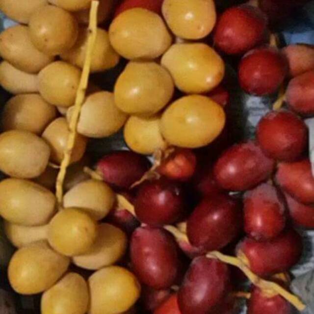 Manfaat Kurma Muda Merah Kuning Hijau