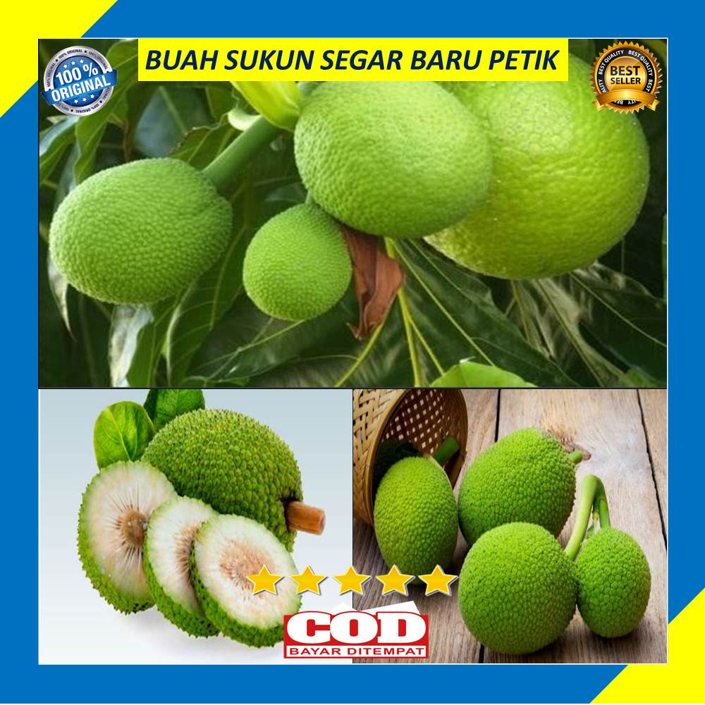

Buah Sukun Segar Perbuah Baru Petik Fresh Pilihan