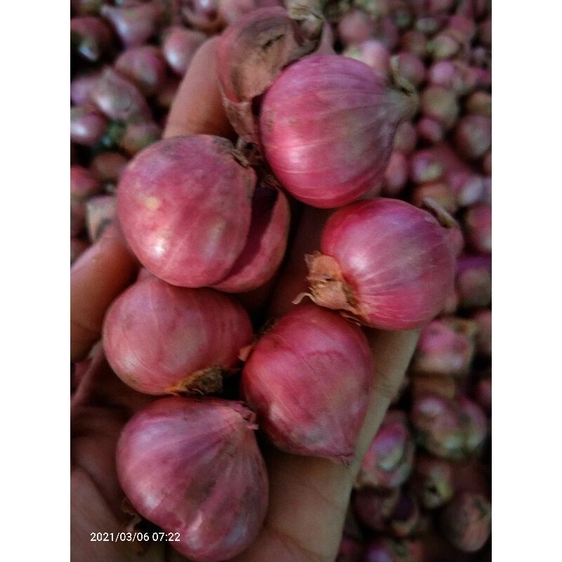 

Bawang merah super 1