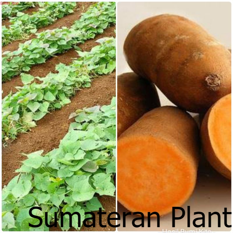 Bibit Ubi Jalar Kuning Tanaman Herbal Ubi Jalar Jepang 35 CM tanaman kebun Ubi Kuning Merambat ; Jua