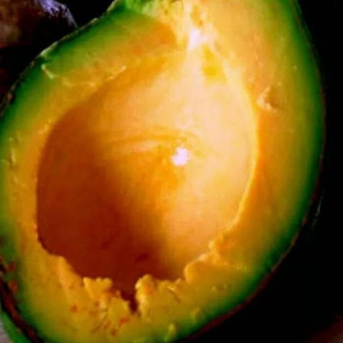 Termurah bibit tanaman alpukat mentega merah 50cm .