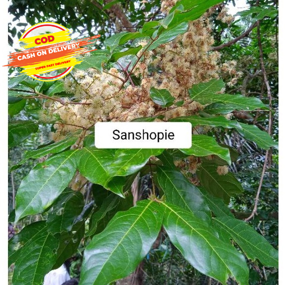 

Daun jengkol segar paket per 1 Kg