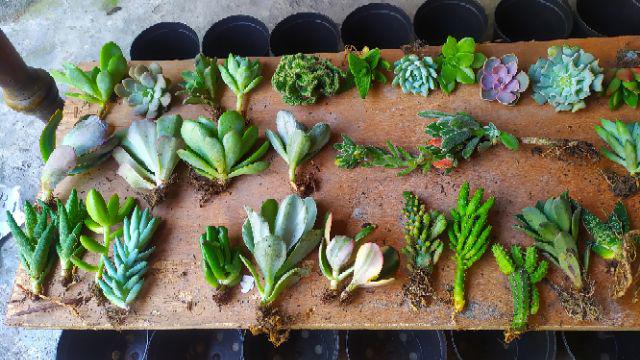 Kaktus Sukulen Paket 50 Pohon Bonus 50 Pot