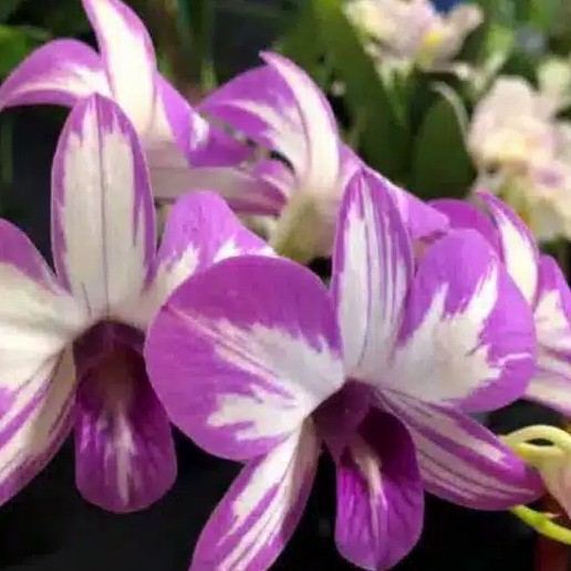 anggrek dendrobium enobi