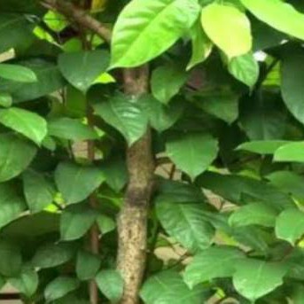 

daun hantap herbal