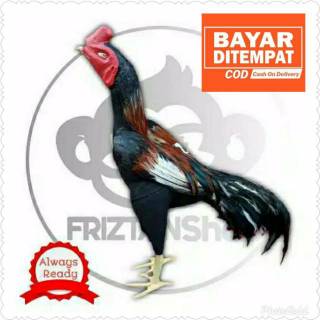 Boneka Ayam Latihan Tarung Harga Murah Langsung Dari Pengrajin Shopee Indonesia