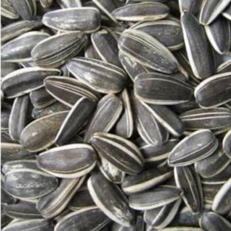 

Kuaci Bunga Matahari 500gr