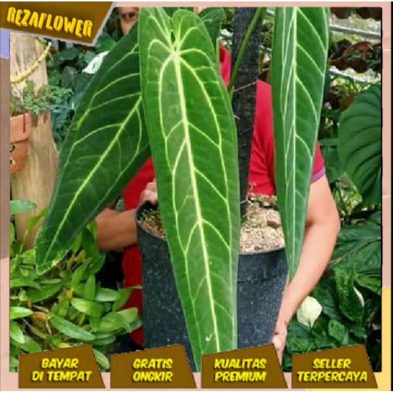 ANTURIUM KUPING GAJAH waroquean (lidah gajah)