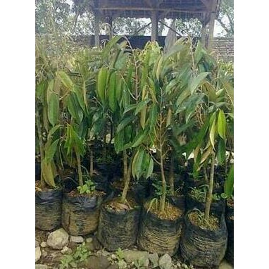 Biji Benih Bibit Tanaman Buah Durian Matahari @_@