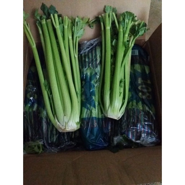 

celery stick import / seledri stick import PREMIUM dan FRESH