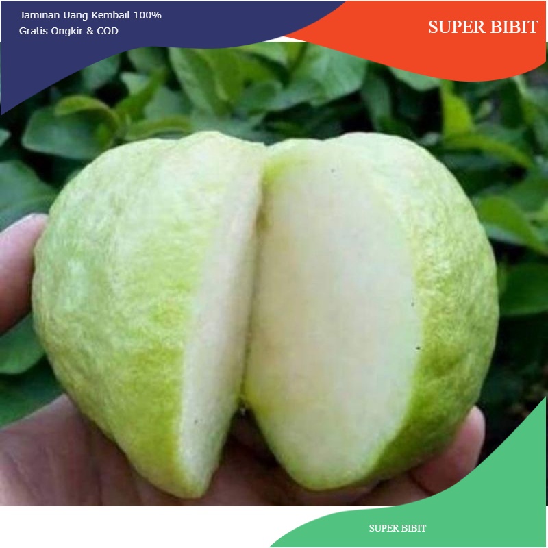 Jual Bibit Jambu Biji Kristal Putih Hasil Cangkok Bukan Biji Bukan Seedling Shopee Indonesia