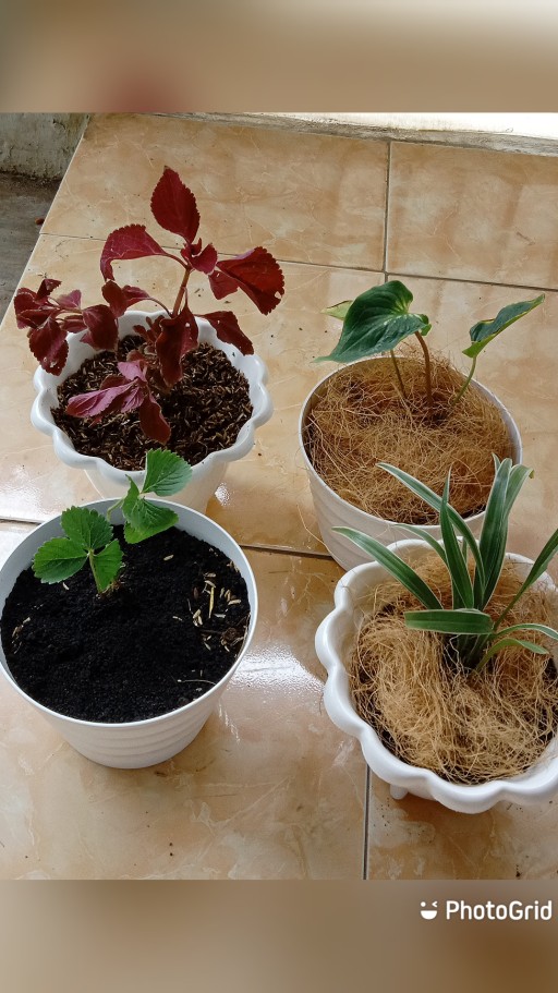 Tanaman Hias Miana Merah - Miana Obat Herbal