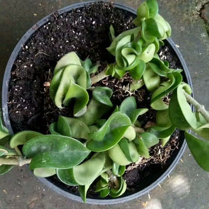 tanaman hias gantung Hoya compacta curly - Hoya carnosa