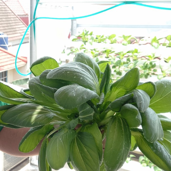 

Pokchoi Hidroponik 500gr | Organiku | BEBAS PESTISIDA