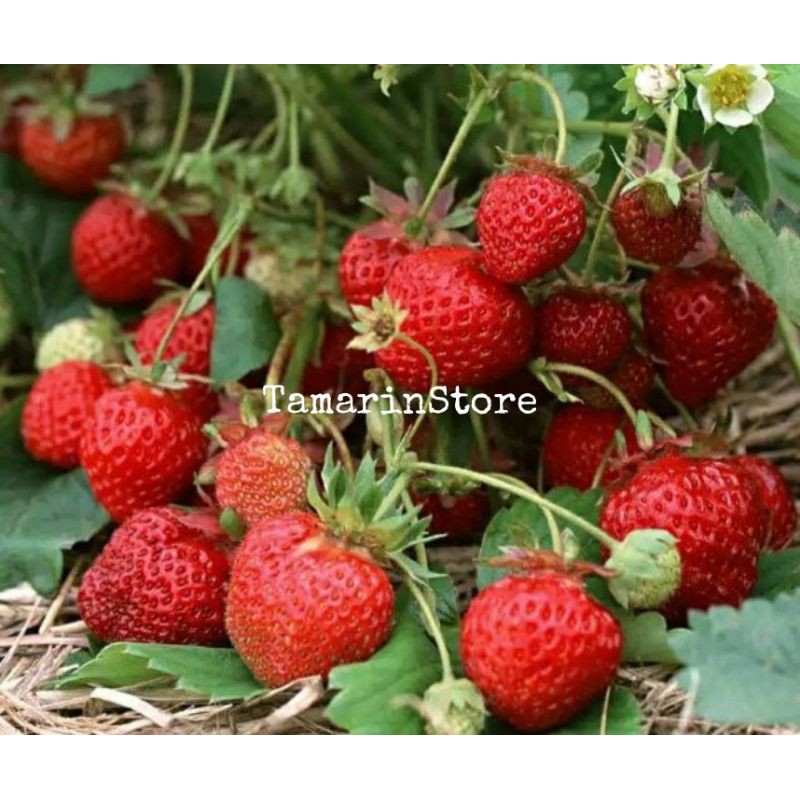 Biji / Benih / Bibit Buah Strowberry Super ( Giant Strowberry ) - 10 biji