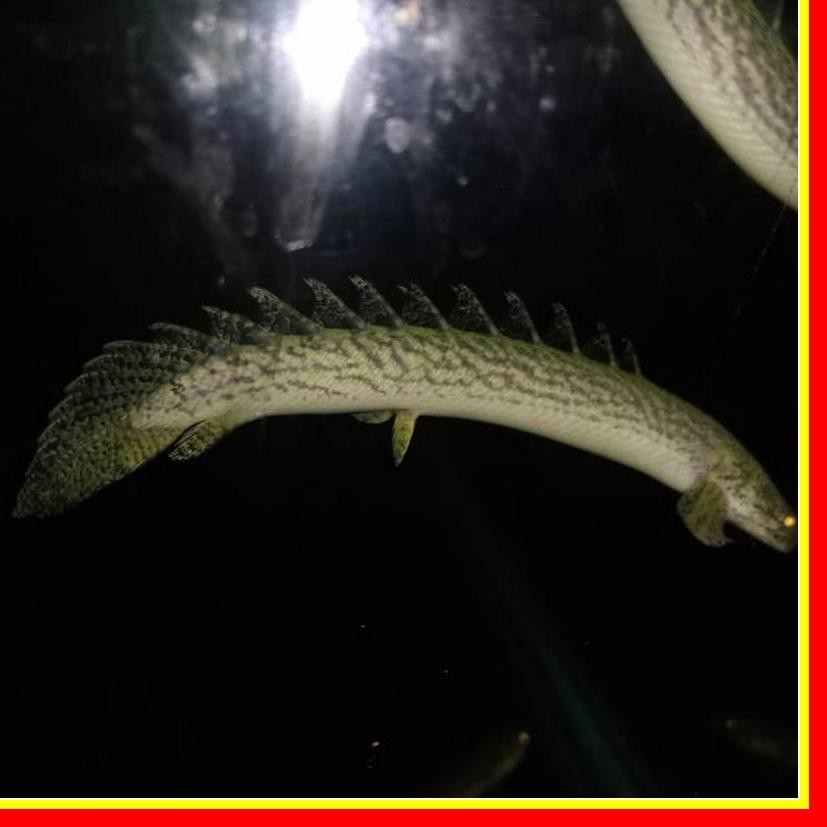 Ikan Palmas Delhezi Delhezy Ikan Hias Predator Naga Batik Hiasan Aquarium (ART. 0678)