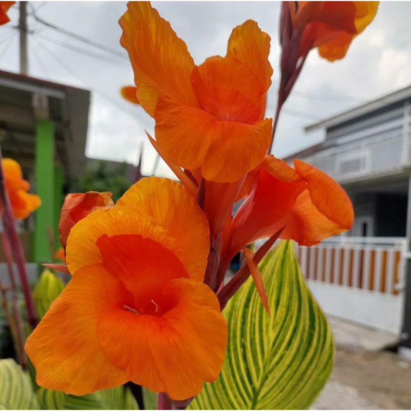 tanaman hias pisang kana golden bunga heliconia golden