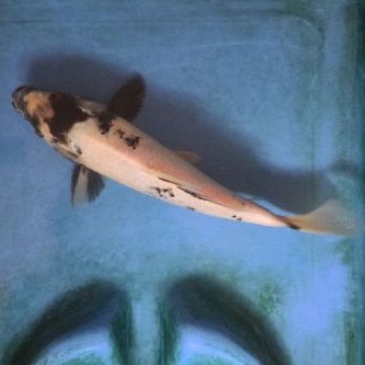 ikan koi Shiro Asli KTP Blitar garansi pengiriman diterima hidup